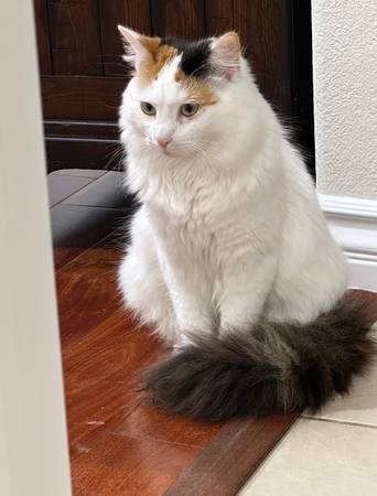 LOST CAT - CALICO 1