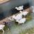 Turkey poults 1 thumbnail