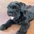 Miniature Schnauzer - Rehoming 5 thumbnail