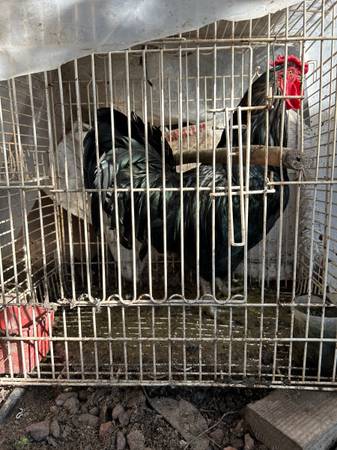 Ayam cemani mixed free 1