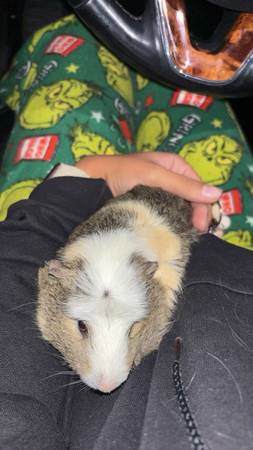 Guinea Pig 1