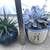 Succulents in 2 pretty ceramic pots 3 thumbnail