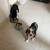 Rehoming two mini Australian Shepard puppies 2 thumbnail