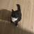 Missing Tuxedo Cat! 2 thumbnail