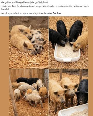 Pig Pigs Piglets Reduction Sale in Auburn, CA for 1