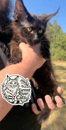 TICA Macho Maine Coon (Doniphan)63659619413891123