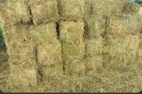 hay some alfalfa grass mix 1
