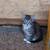Kittens 5 thumbnail