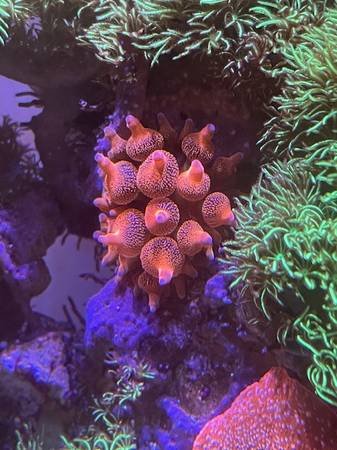 Coral Frags: Bubble Tip Anemones, Pulsating Xenias & Green Toadstools (pittsburg / antioch)63348501404419123