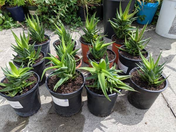 Strong & healthy aloe plants 1