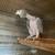 African Grey young adult breeding pair 4 thumbnail