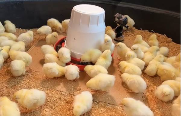 Giving Away 30 Free Chickens 1