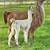 llama and cria 4 thumbnail