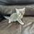 2 kittens 4 thumbnail