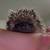 Bonded Mom & Baby Hedgehog 4 thumbnail