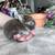 Holland lops 8 thumbnail