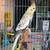 Cockatiels 7 thumbnail