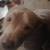 Puppy is looking for new home 7 thumbnail