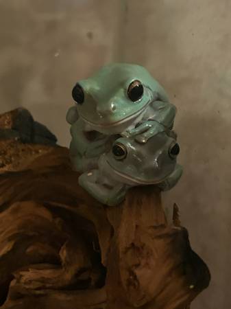 White tree frogs 1