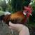 Bantam rooster 1 thumbnail