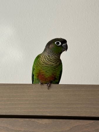 Green Cheek Conures Rehoming (Portland)63842373487745120