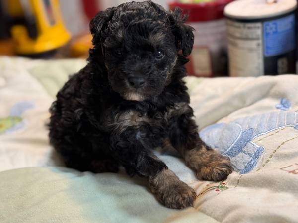 Toy poodle pup (Lucedale)63920390694658123