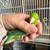 Parrotlet 1 thumbnail