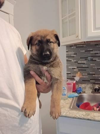 German Shepard/ BELGIAN MALINOIS PUP 1