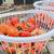 DELICIOUS PERSIMMONS - BEST TASTE NOW - CUSTOMER FAVORITE 1 thumbnail