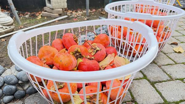 DELICIOUS PERSIMMONS - BEST TASTE NOW - CUSTOMER FAVORITE 1