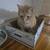Ginger Tabby Male Cat (Vaccinated & Spayed) 3 thumbnail