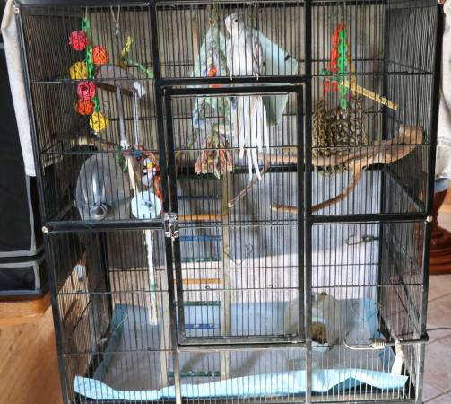 Bird cage 1