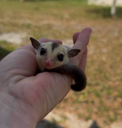 Sugar glider 1