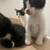 2 Month Female & Male kittens 6 thumbnail
