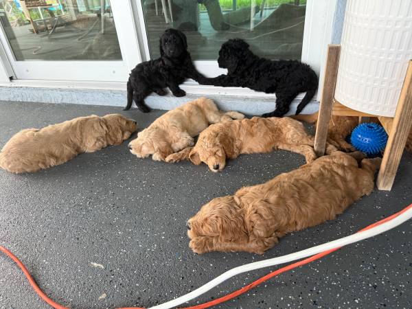 Cachorros Goldendoodle (West Palm Beach)63685533087873120