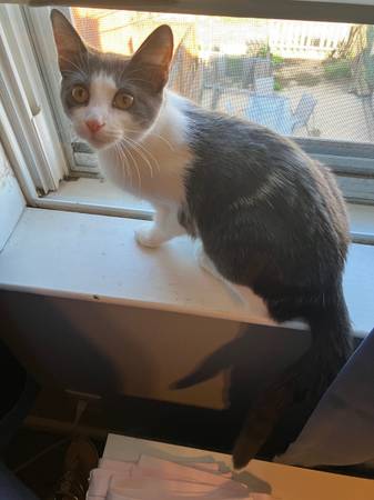 White & grey kitten (Dundalk)63924992171906124