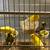Young American singers Canaries looking for new homes 6 thumbnail