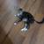 Cat 1 thumbnail
