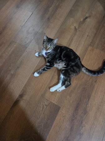 Cat 1