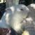 Lionhead bunnies 4 thumbnail