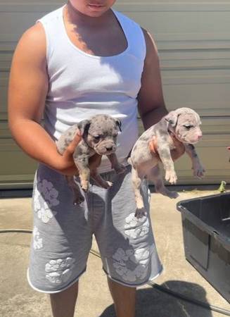 Micro bully 1