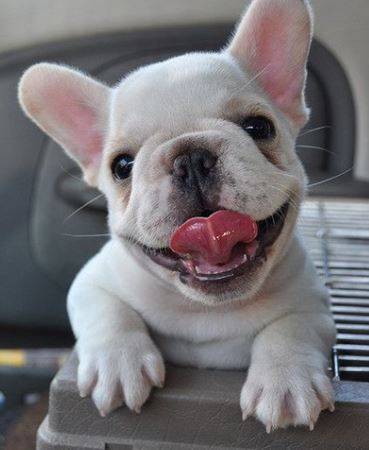 Perfect bulldog puppies 1