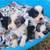 Toy Australian Shepherd 6 thumbnail