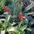 Bromeliads plants More than 50 different Varieties For Sale 12 thumbnail