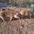 Ipp pigs 2 thumbnail