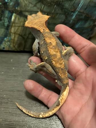 Gecko (Downey)63869929039363120