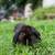 Holland Lop Doe! 1 thumbnail