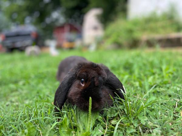 Holland Lop Doe! 1
