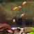 Aquarium Jewel Cichlids for Sale 2 thumbnail