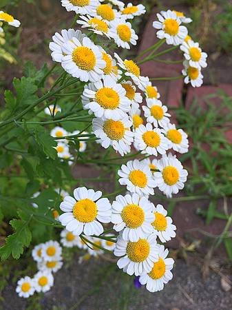 Wild Chamomile (Feverfew) Plants 1